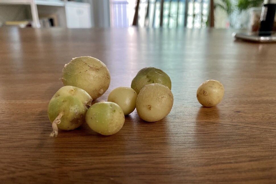 100일 만에 수확을 감행한 감자 농사의 결과로 생수병 뚜껑만한 초록빛 알감자 도합 7개를 얻었다.