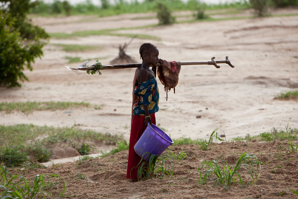 아프리카 니제르에서 한 여자아이가 밭에서 일을 하고 집으로 돌아가고 있다. 카본 브리프 제공
