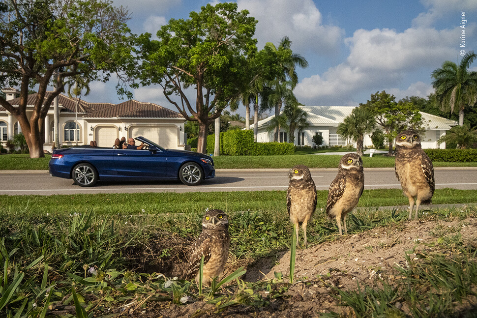 ‘진정한 마당 요정’ 미국 플로리다주 마르코 섬의 가시올빼미들. 크리스틴 아이그너, 올해의 야생동물사진가 공모전 제공