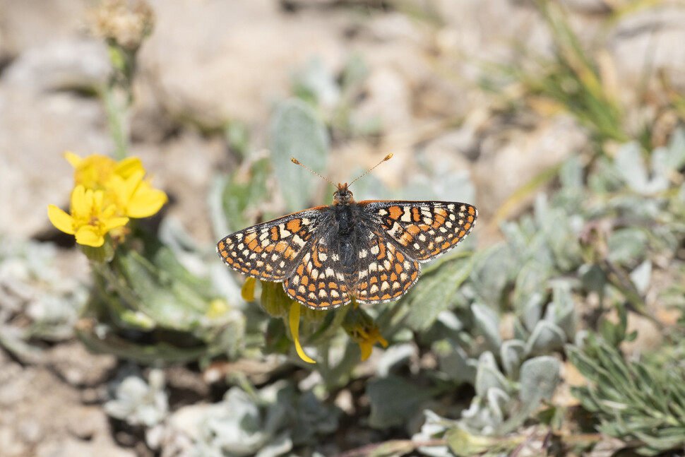 암어리표범나비(Euphydryas editha). 사이언스 제공