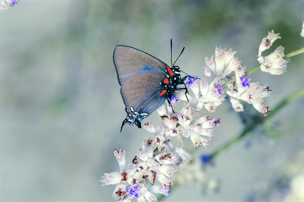 부전나비의 일종(Atlides halesus). 사이언스 제공