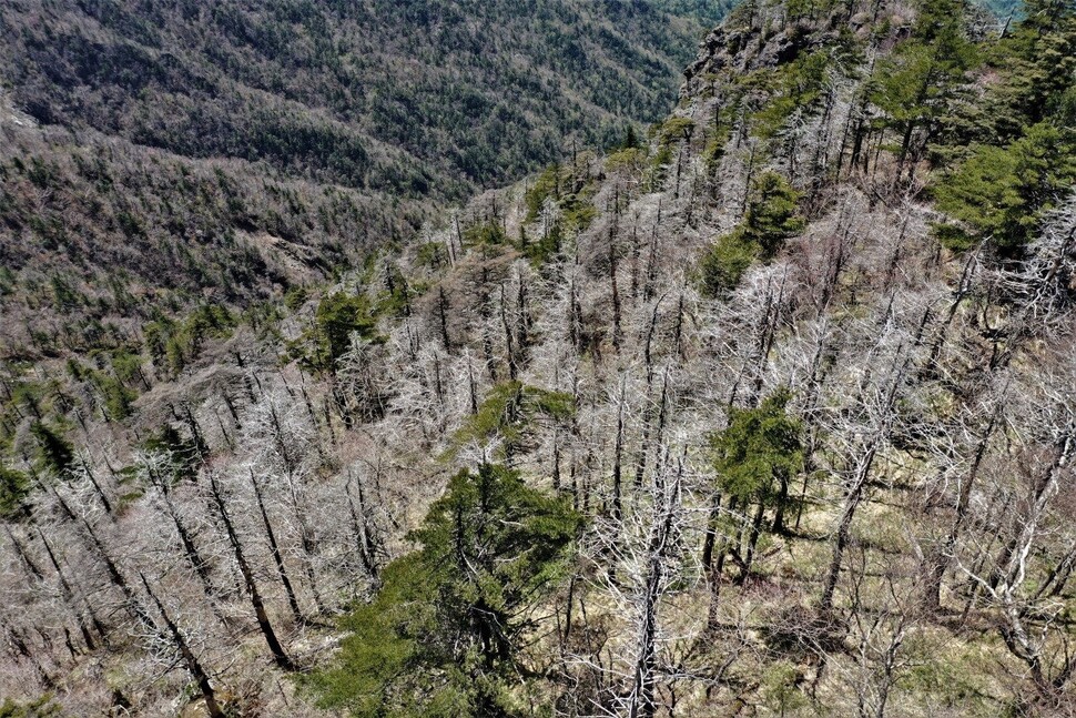 지난 5월1일 촬영된 지리산 중봉 서사면의 고사한 구상나무와 가문비나무의 모습. 녹색연합 제공