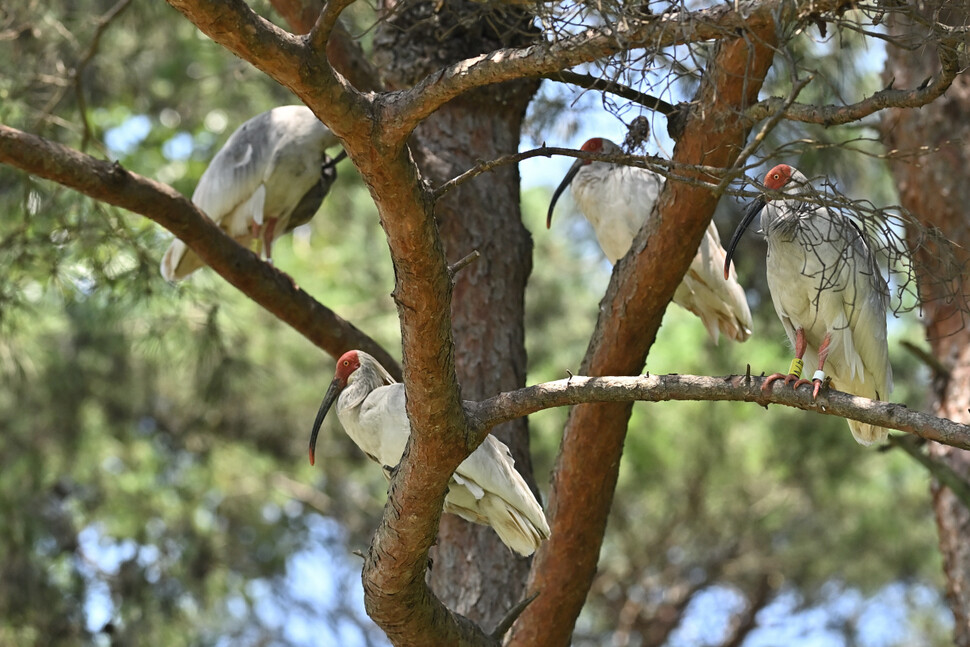 따오기는 소나무 가지에 앉기를 좋아 한다. 오른쪽 따오기에 다리에 부착된 노란 띠는 개체 고유번호를 흰색 띠는 암컷을 표시한다.