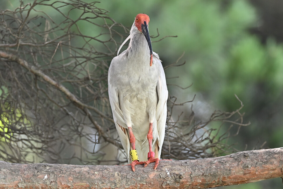 왼쪽 노란 띠는 고유번호 오른쪽 붉은 가락지는 수컷을 가리킨다.
