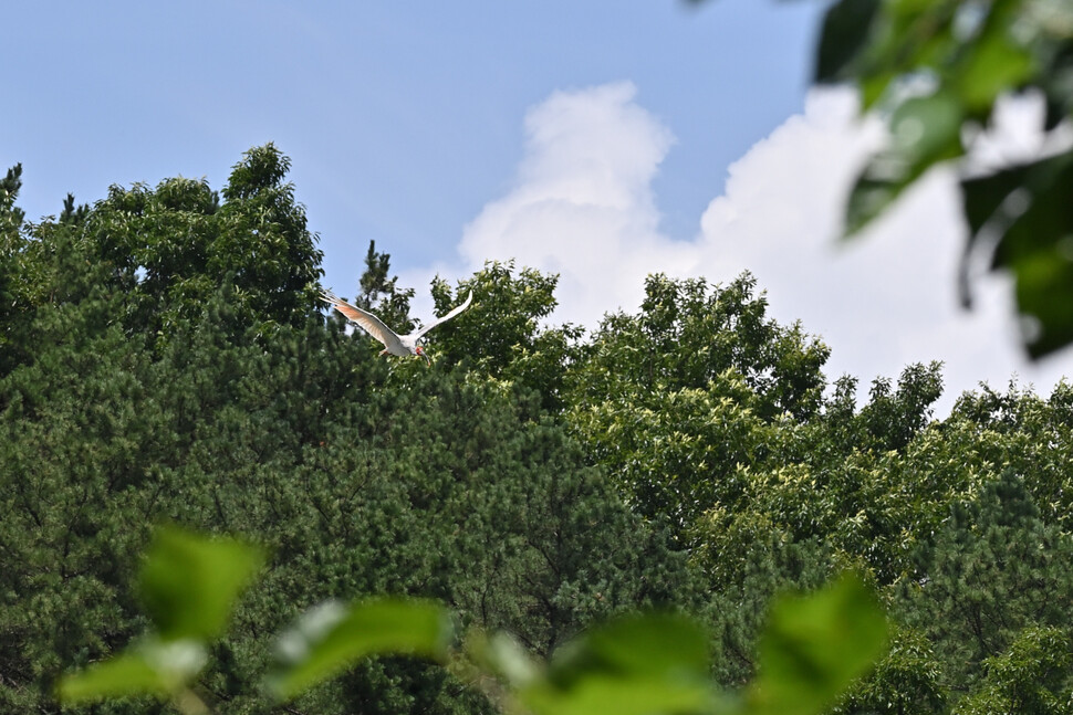따오기 복원장 인근 소나무 숲으로 날아드는 따오기.