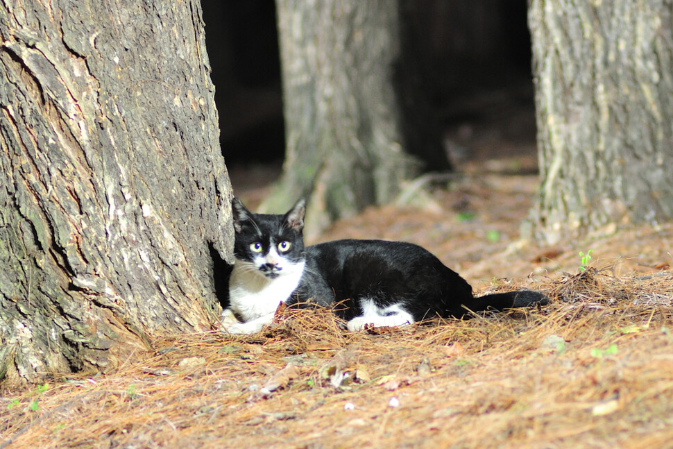 매미의 탈피시간을 아는 걸까. 길고양이는 어두운 저녁 무렵이면 공원에 터 잡고 매미 사냥을 준비한다.