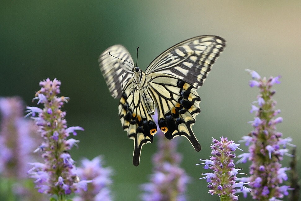 배초향의 향기에 끌려 날아온 호랑나비. 우리나라에서 가장 크고 화려하면서 흔히 볼 수 있는 나비의 하나다.