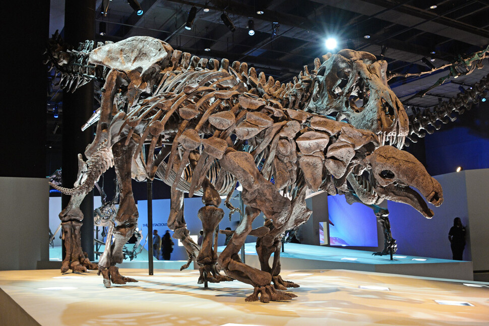 안킬로사우루스를 공격하는 티라노사우루스를 묘사한 골격 모형. 가시 뼈는 새로운 방어수단으로 진화했을 것이다. 위키미디어 코먼스 제공.