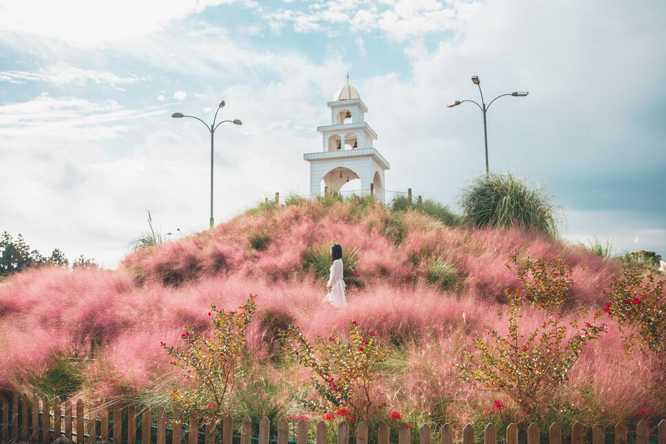 제주 허브동산의 핑크뮬리. 제주 허브동산 제공