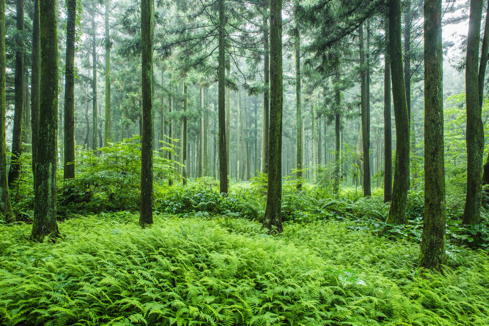 게티이미지뱅크