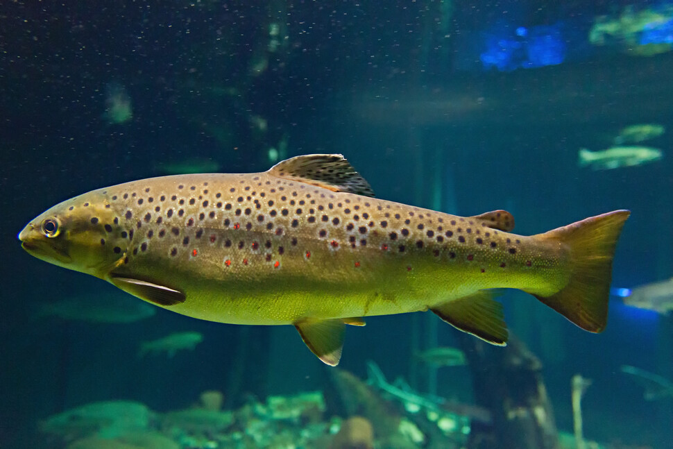 일본원숭이 배설물에서 확인된 유럽 원산인 브라운송어. 국제자연보전연맹(IUCN)이 지정한 100대 악성 침입종 가운데 하나로 우리나라에서도 소양강 일대에서 발견됐다. 헬게 부쉬-파울리크, 위키미디어 코먼스 제공.