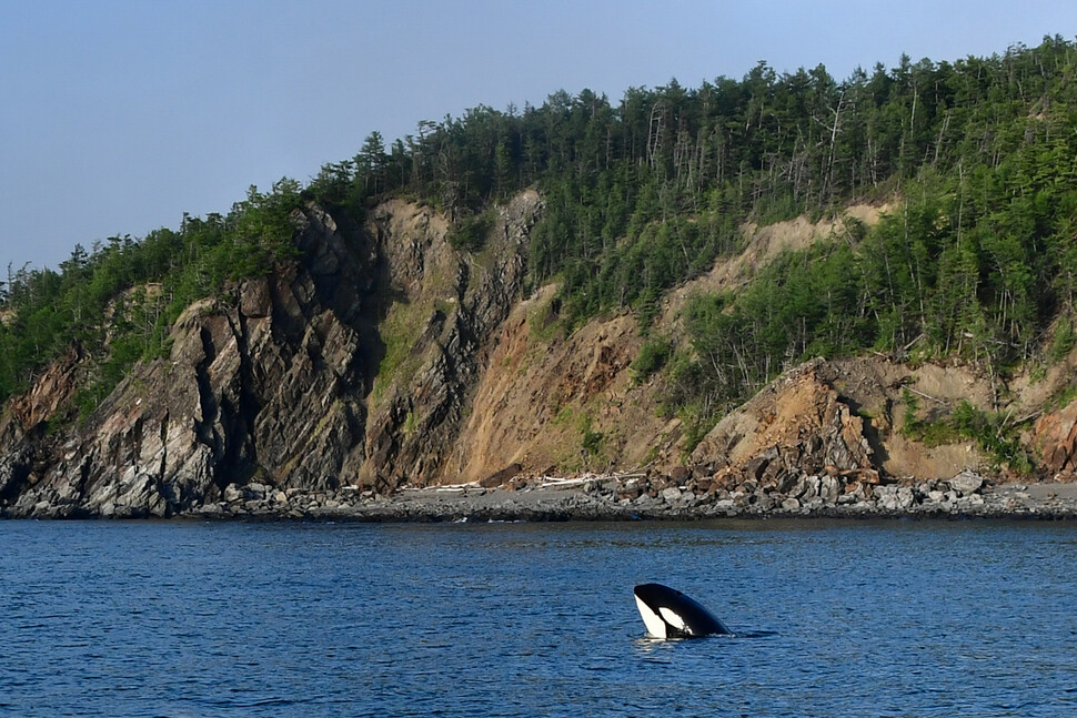 오호츠크 해의 산타르 제도 중 하나인 유즈니 섬의 범고래. TASS/연합뉴스