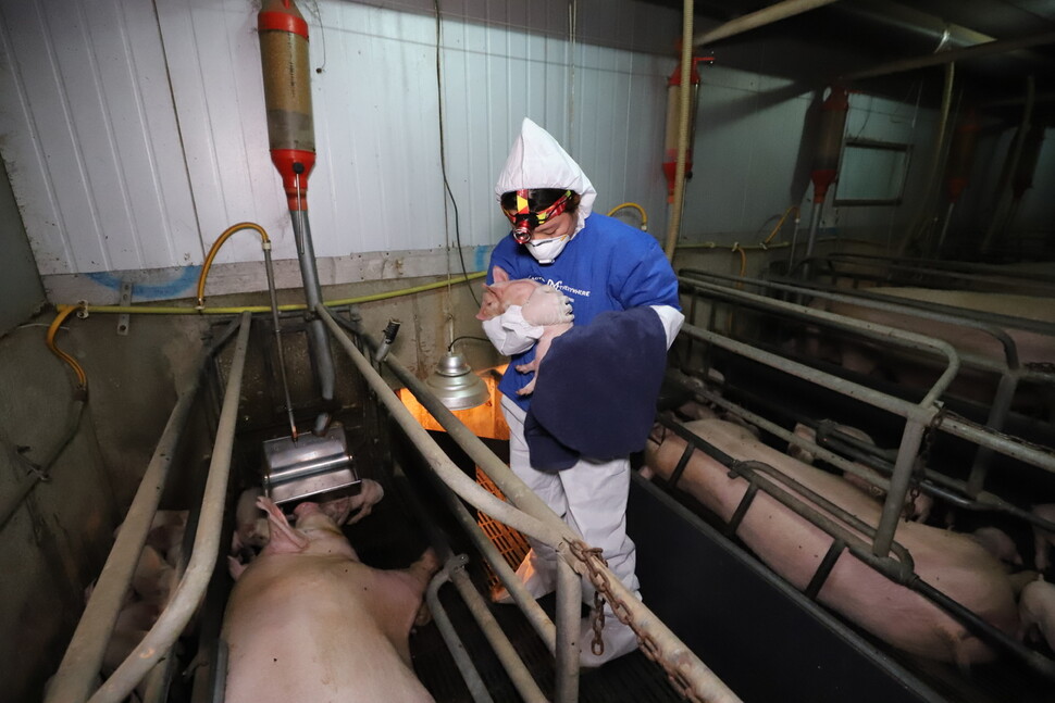 지난 2019년 경기도 종돈장에서 새끼 돼지를 공개구조하는 디엑스이 활동가.
