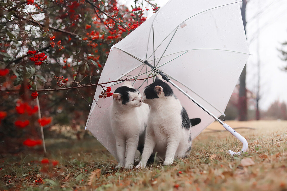 우산 아래서 코인사를 나누는 자매 고양이. 야옹서가 제공