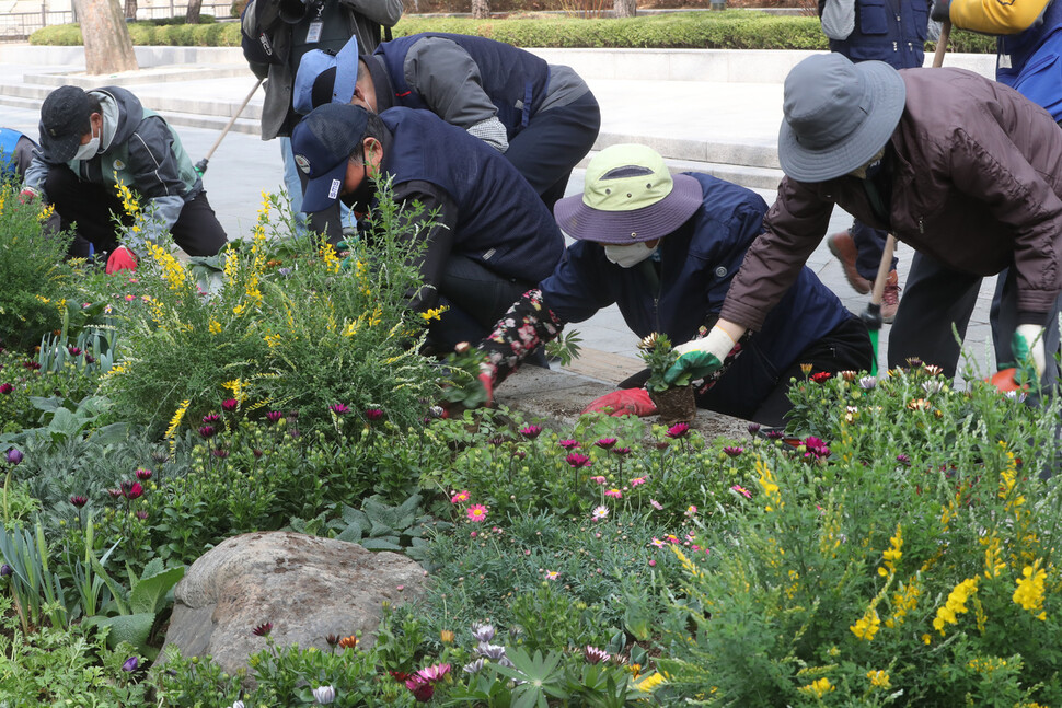 16일 오전 서울 광화문 교보문고 띠녹지에 서울시 조경과 관계자들이 봄꽃을 심고 있다. 김태형 기자