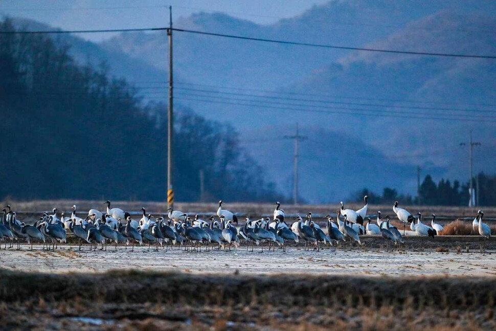 전세계 15종의 두루미 가운데 7종이 철원을 월동지로 삼고 있다. 서경원씨 제공