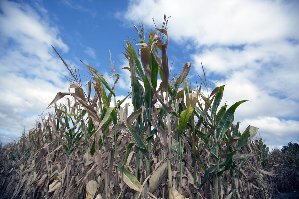 미국 아이오와주에서 2012년 갑작스러운 돌발가뭄으로 옥수수가 고사해 40조원(357억달러)의 피해가 발생했다. 미국농무부(USDA) 제공