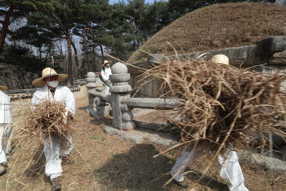 6일 오전 경기 구리시 동구릉 건원릉에서 동구릉 관리사무소 관계자들이 베어낸 봉분의 억새를 옮기고 있다. 구리/김태형 기자