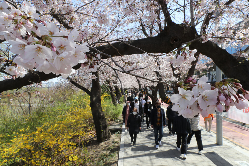 7일 오후 서울 여의도 여의서로(윤중로) 벚꽃길에서 시민들이 활짝 핀 벚꽃을 즐기고 있다. 김태형 기자