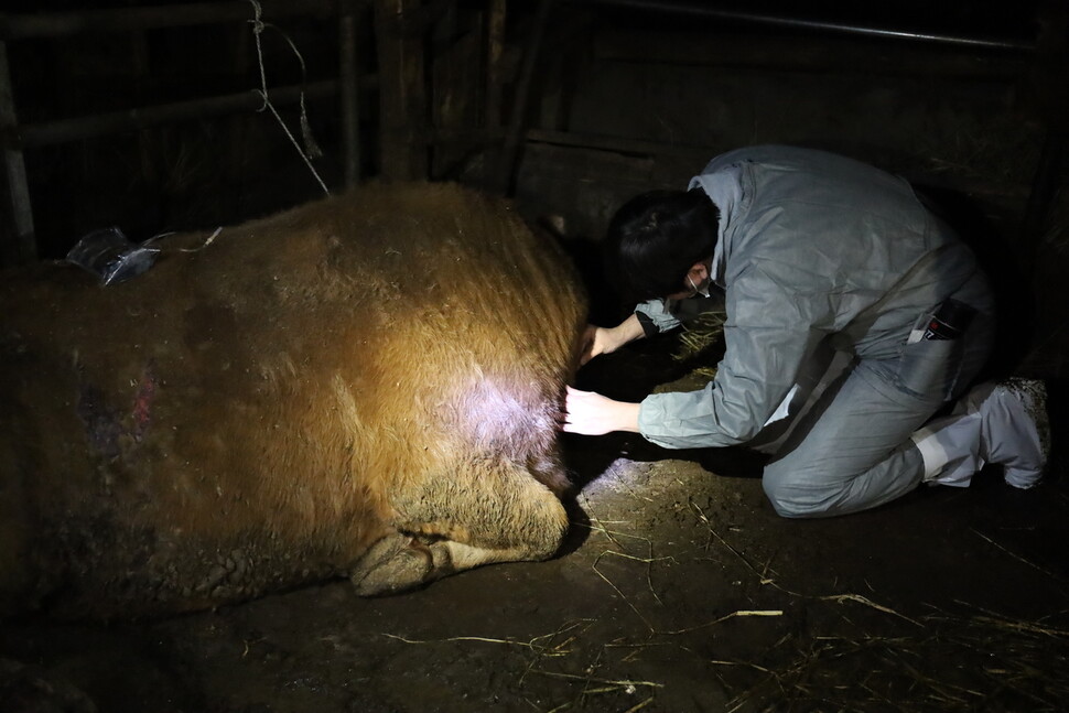 다리를 다친 소원이는 극심한 고통을 겪고 있었다. 한밤중에도 달려온 수의사는 가능한 모든 처지를 했다.