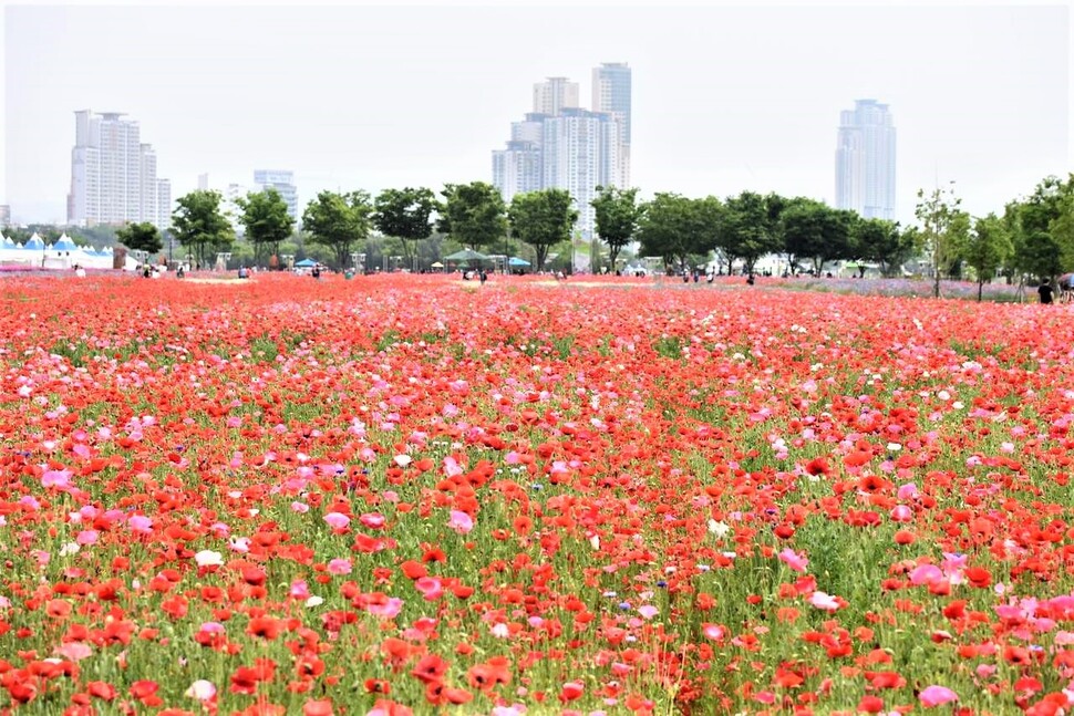 울산 태화강 국가정원 봄꽃축제. 울산시 제공