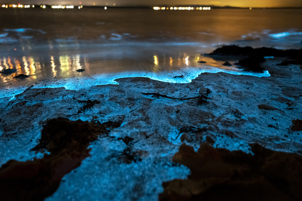 바닷가에서 흔히 볼 수 있는 발광 현상. 발광세균이 파도의 자극을 받아 빛을 낸다. 게티이미지뱅크
