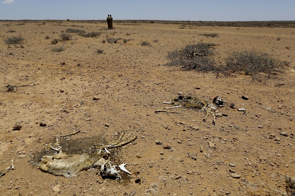2017년 3월27일(현지시각) 소말리아의 목축민들 거주지 인근에 심한 가뭄 속에 죽어간 양의 사체가 놓여 있다. 연합뉴스