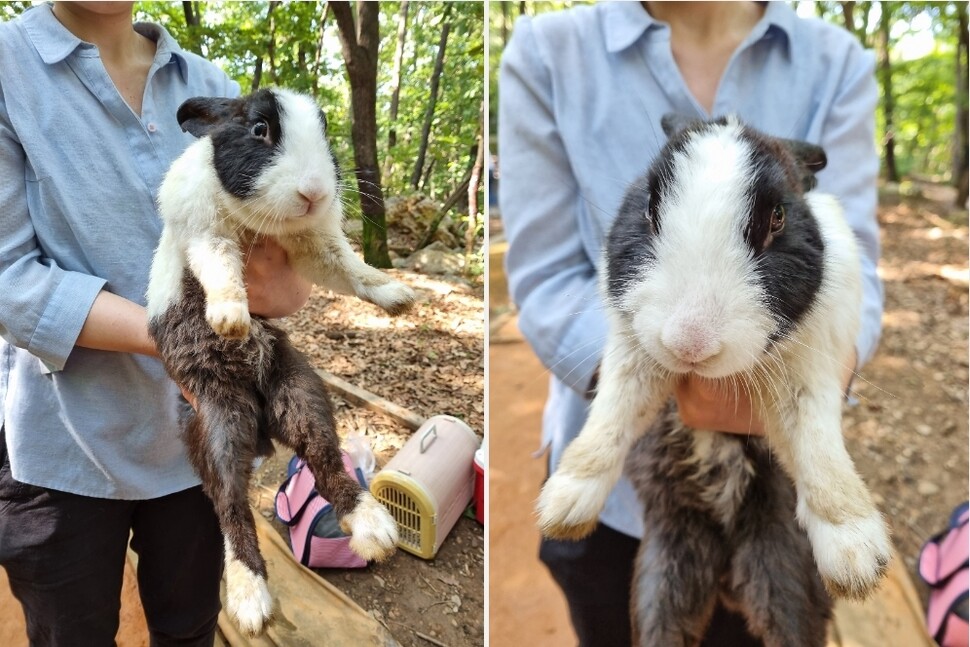 서울시내 한 초등학교가 7월 초 사육하던 토끼 40마리를 경기 군포시 수리산 입구에 유기한 일이 뒤늦게 드러났다. 토끼보호연대 제공