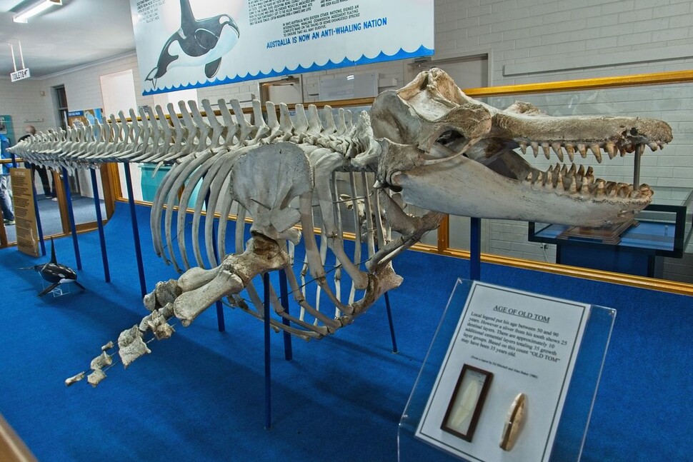 호주 에덴 범고래박물관에 전시된 범고래 ‘올드 톰’의 뼈. 올드 톰의 무리는 고래잡이 어부들의 사냥을 도왔다고 한다. 윌북 제공