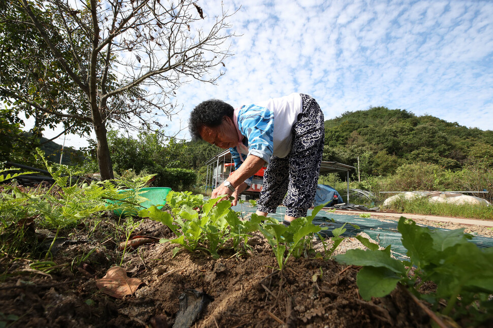 새벽 평화행동을 마친 도금연 할머니가 집 옆 텃밭에서 지난 주 심은 배추와 무의 잎을 고르고 있다. 백소아 기자