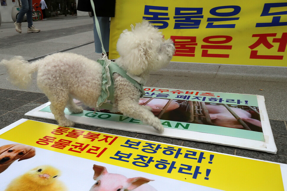 한 기자회견 참석자와 함께 온 반려견이 손팻말 위에 서 있다. 김혜윤 기자