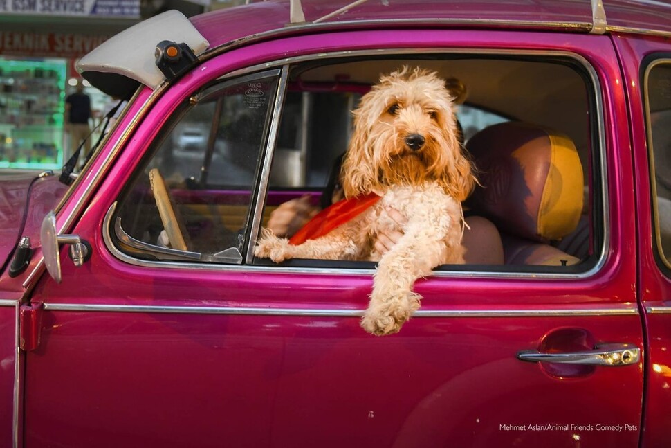 심사위원 인기상에 선정된 ‘강아지 운전사’(Chauffeur Dog). 사진전 제공