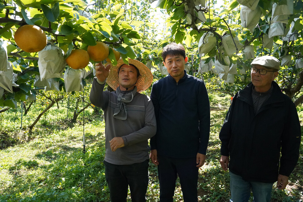 김상기 경기도친환경농업인연합회장(왼쪽부터)과 양태규 파주시친환경농업인연합회 과수분과 회장, 전환식 임진강 6·15사과원 대표가 지난 13일 파주시 군내면의 배 농장에서 유기농 과수 재배에 관해 이야기를 나누고 있다. 박경만 기자