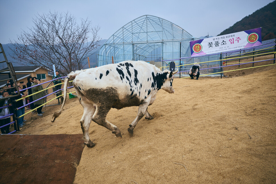 지난 10일 강원도 인제군 신월리 ‘달 뜨는 마을 보금자리’에 지난해 8월 동물단체가 구조한 소 5마리가 입주했다. 동물해방물결 제공