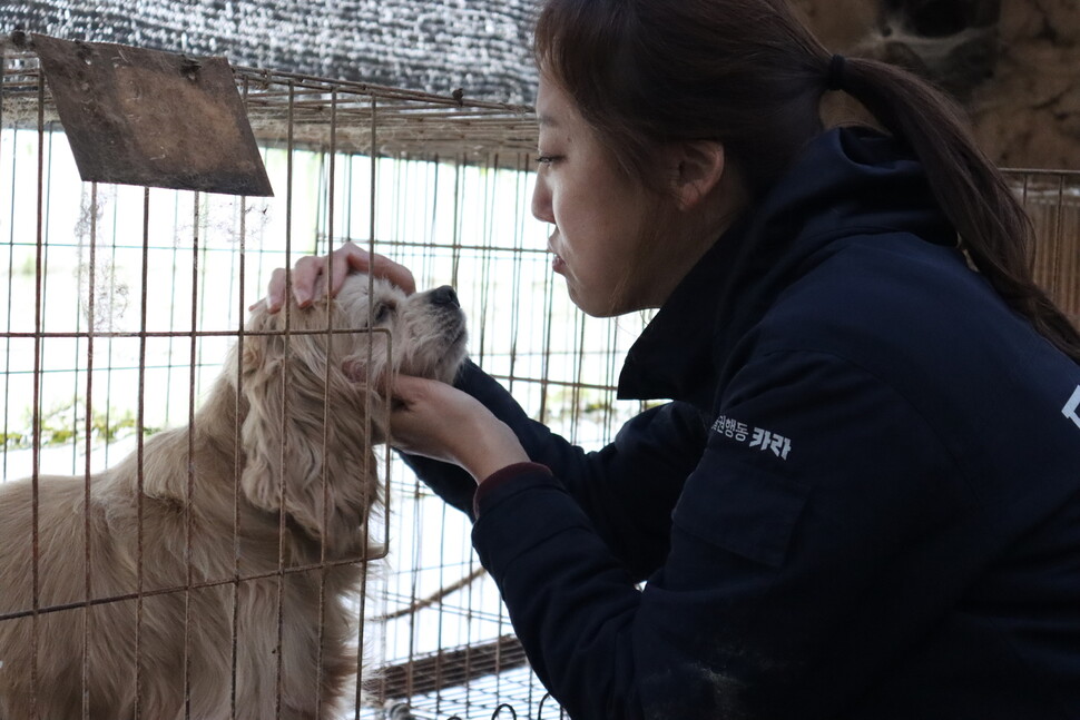 구조되는 개들의 몰골은 끔찍했다. 아무렇게나 자라난 털 때문에 시야가 가린 개들이 다수였고, 털이 뭉쳐 아예 갑옷이 된 개도 있었다. 카라 제공