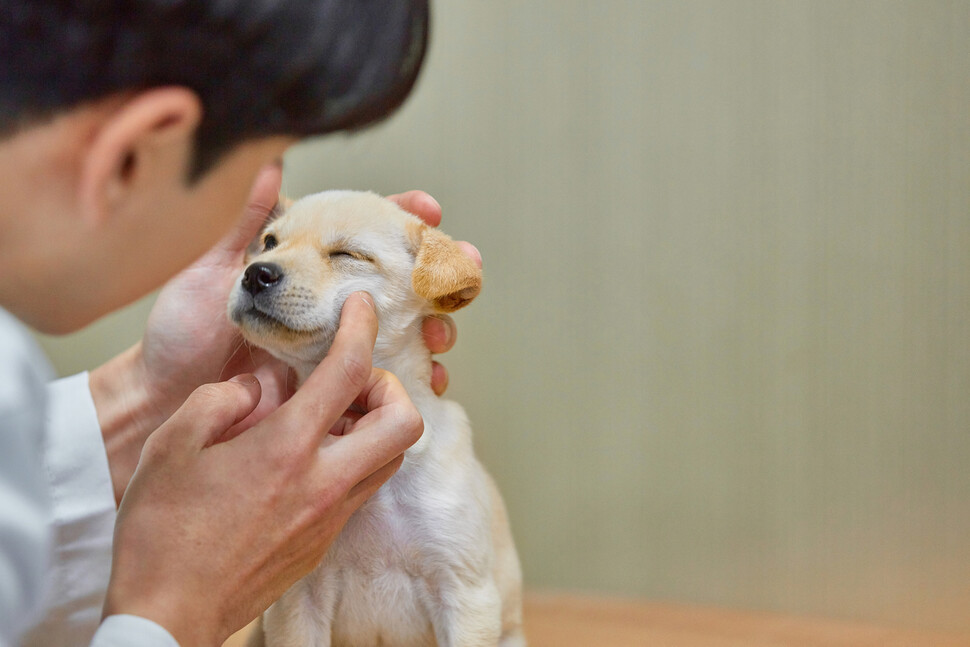 반려인구가 늘어나며 자연스레 동물을 치료하는 수의사에 대한 관심도 높아지고 있다. 게티이미지뱅크