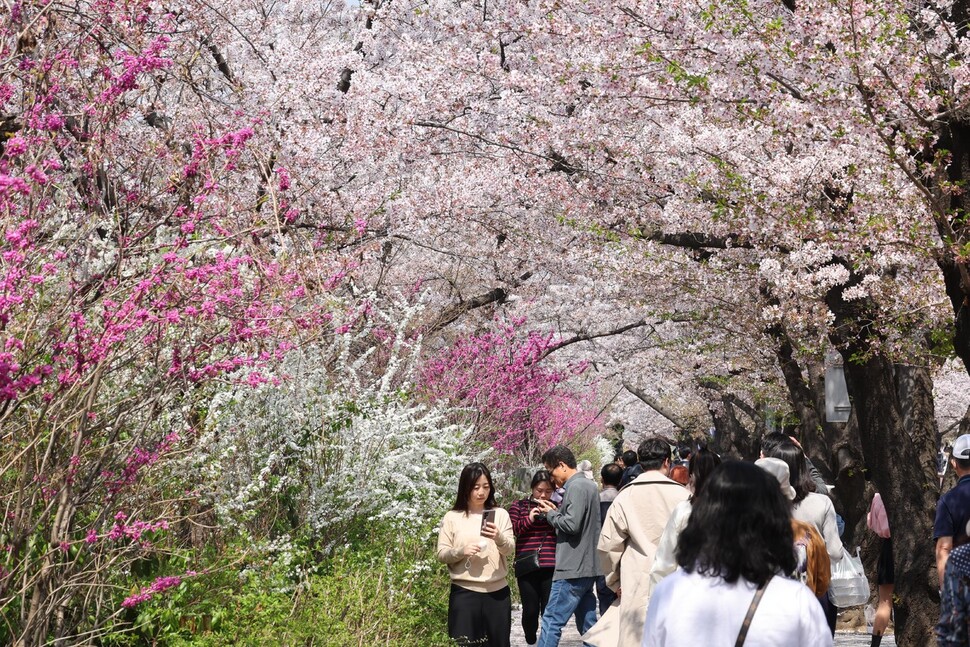 3일 오후 국회의사당 뒤 윤중로에서 벚꽃, 조팝나무꽃, 박태기나무꽃 등이 활짝 피어있다. 김봉규 선임기자 bong9@hani.co.kr