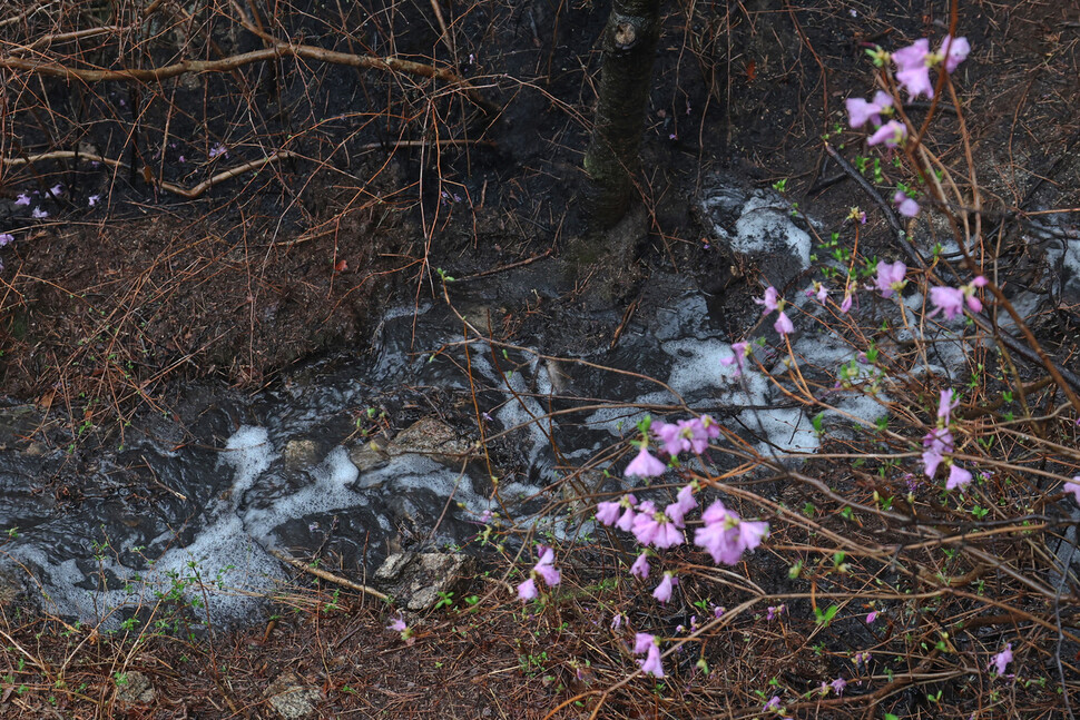 지난 2일 일어난 산불로 검게 변한 서울 종로구 인왕산에서 5일 오전 화마를 피한 진달래 옆으로 재가 섞인 검은 빗물이 흐르고 있다 . 김정효 기자 hyopd@hani.co.kr