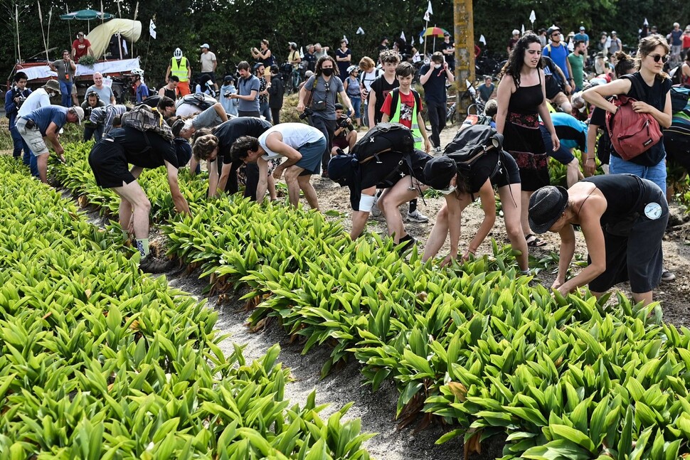 11일 생 필 베르 드 그랑 리외에서 시위대가 메밀 씨앗을 심기 위해 기존에 심어진 은방울꽃 모종을 뽑아내고 있다. 이들은 산업적 목적의 모래채취에 반대하는 시위를 벌이는 중이다. AFP 연합뉴스