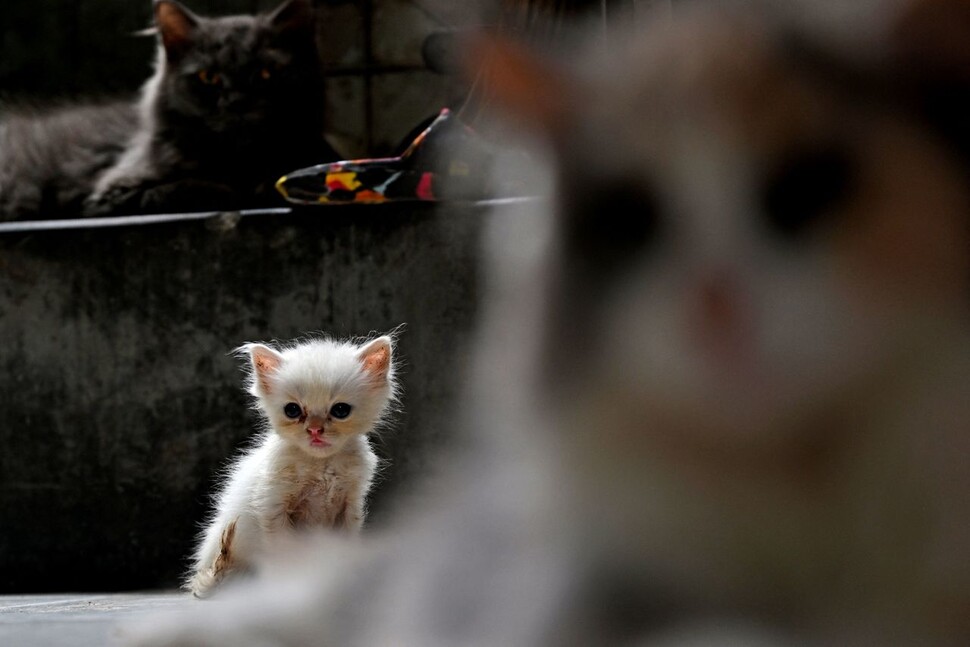 8일 뉴델리의 페르시아 고양이 센터에서 보호 중인 고양이들이 포즈를 취하고 있다. AFP 연합뉴스