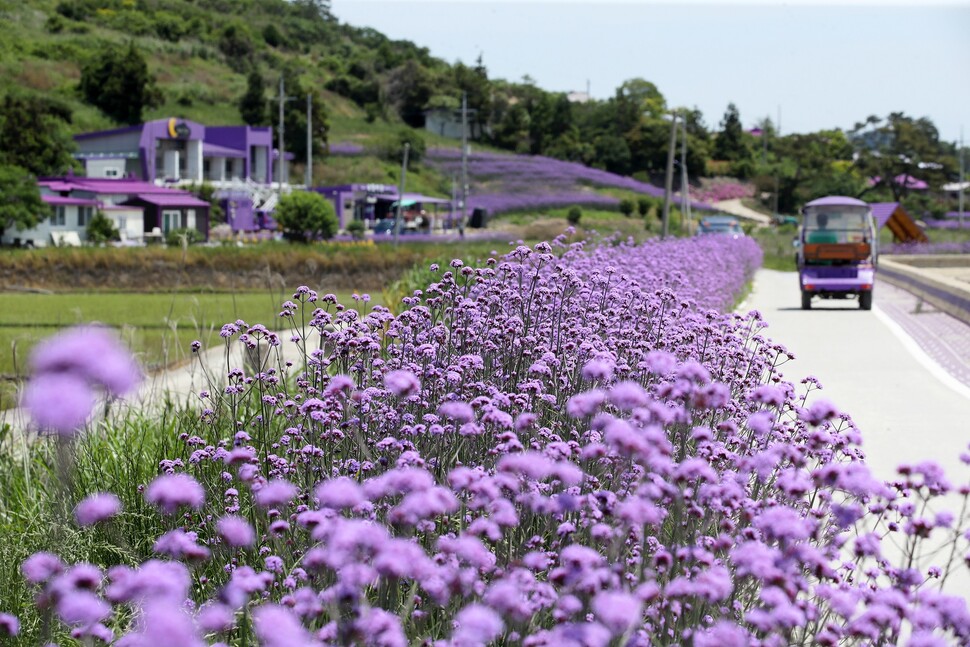 지난 6월8일 전남 신안군 안좌면 퍼플섬에 보라색 버들마편초꽃이 만개해 있다. 신안/연합뉴스