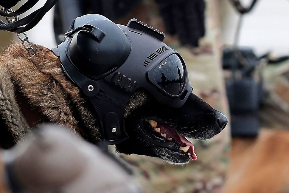 군견부대 소속의 군견들이 칠레 국군의 날 열병식에서 행진하고 있다. AFP 연합뉴스