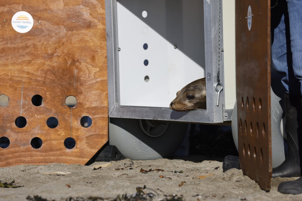 새끼 바다사자 홀리가 28일 미국 캘리포니아 산 페드로의 해변에 도착해 우리 안에서 밖을 바라보고 있다. EPA 연합뉴스