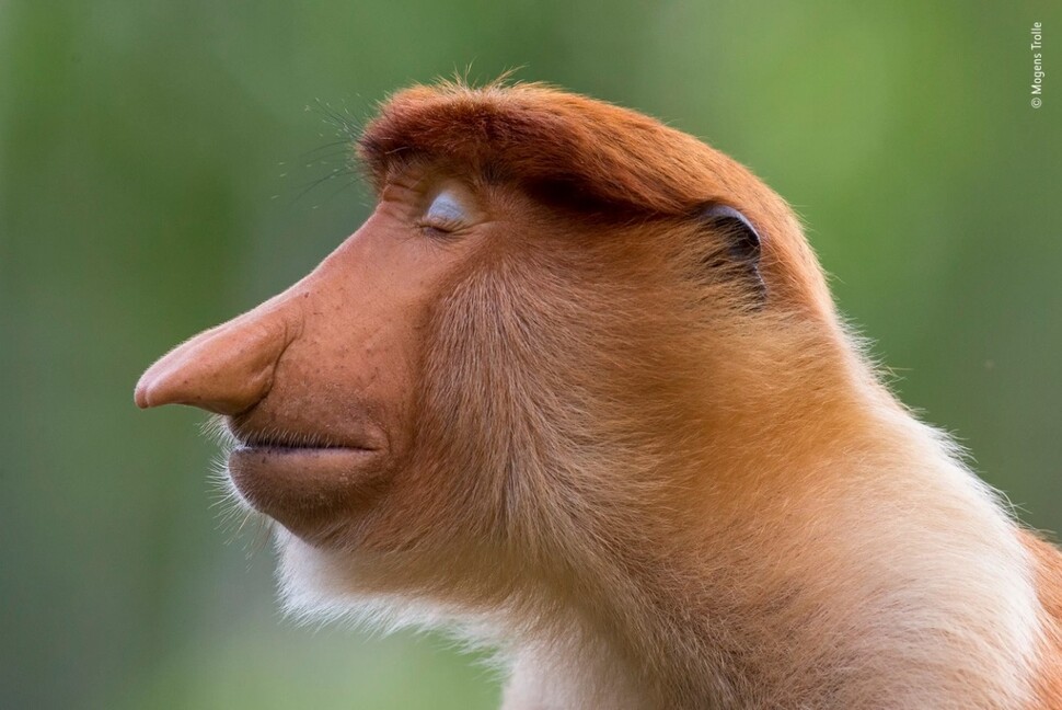 수상작으로 뽑힌 덴마크 사진가 모겐스 트롤레의 ‘포즈’는 명상에 잠긴 듯한 코주부원숭이를 담았다. 모겐스 트롤레, 2020 올해의 야생동물 사진가 공모전 제공