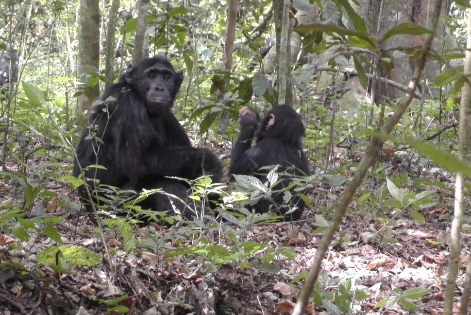 한 침팬지가 샘에 고인 물을 나뭇잎과 이끼에 적셔 물기를 빨아먹고 있다. 헬라 피터 제공.