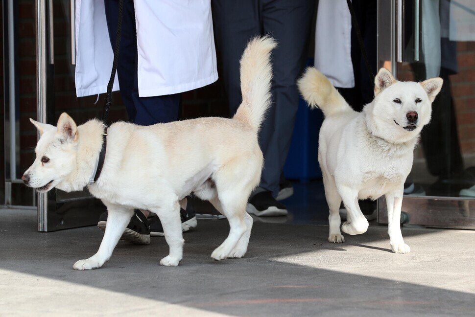 문재인 전 대통령이 기르다 정부에 반환한 풍산개 두 마리, 곰이(암컷·오른쪽)와 송강(수컷·왼쪽)이. 둘은 2018년 9월 남북정상회담 뒤 김정은 북한 국무위원장이 선물한 것으로 문 전 대통령이 키우다 최근 정부에 반환한 뒤 경북대 부속 동물병원에서 지내고 있다. 2022년 11월10일 오후 대구 북구 경북대학교 수의과대학 부속 동물병원. 연합뉴스