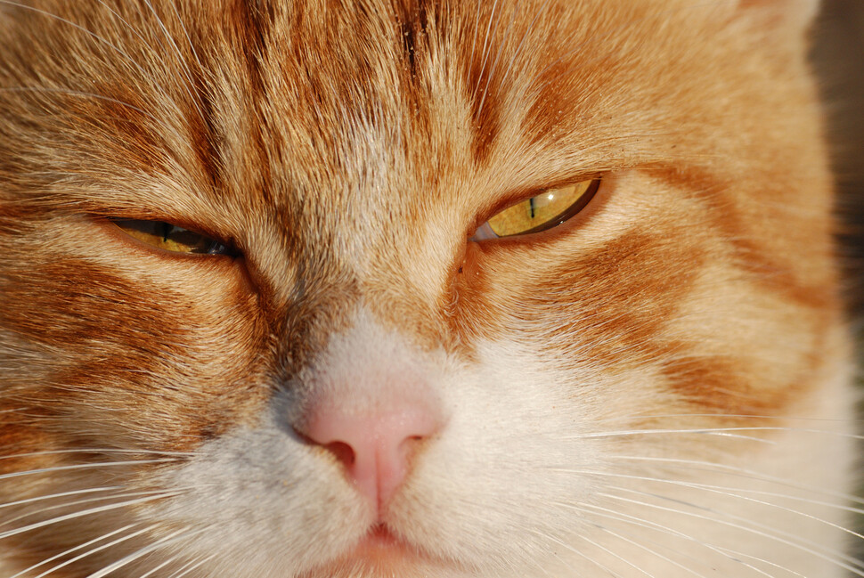 고양이의 윙크는 진심 어린 미소를 짓는 것과 같다는 실험 결과가 나왔다. 게티이미지뱅크