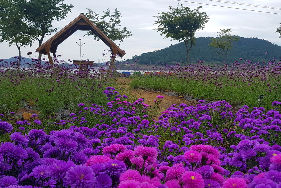 신안 아스타꽃 축제장의 풍경. 신안군 제공