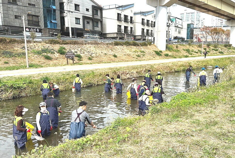 지난 19일 김해 해반천에서 떼죽음 당한 물고기를 봉사단체 회원들이 수거하고 있다. 김해시 제공