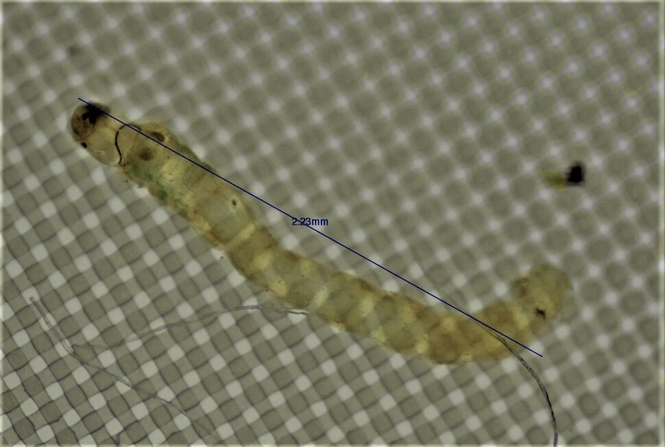 수돗물에서 발견된 깔따구 애벌레. 창원시 제공